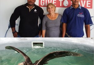 Northern Gaint Petrel gered